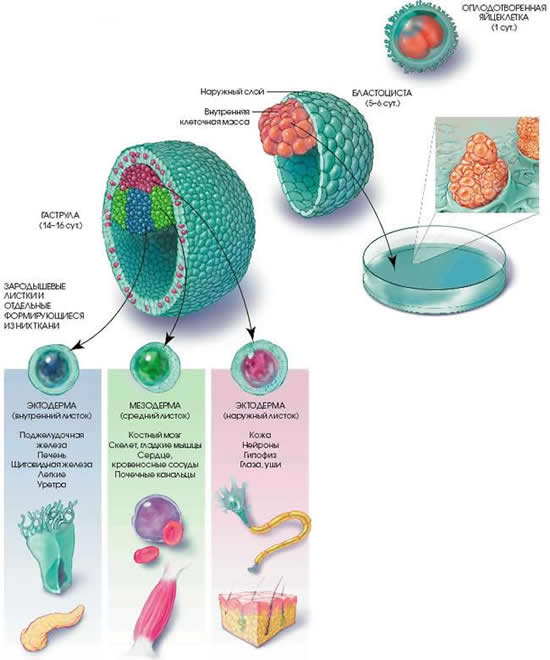 Существует много методов получения и разновидности стволовых клеток